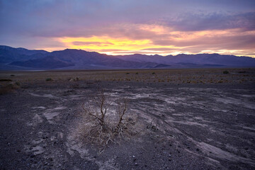 A tree at sunset in Artists palette area in Death Valley National Park in California, USA during our family's road trip from Las Vegas to San Francisco in March 2021 during COVID-19 pandemic 