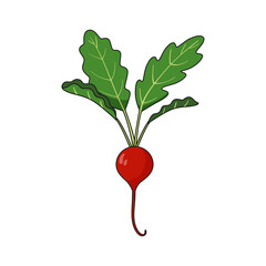 Ripe red radish with green leaves isolated on white background