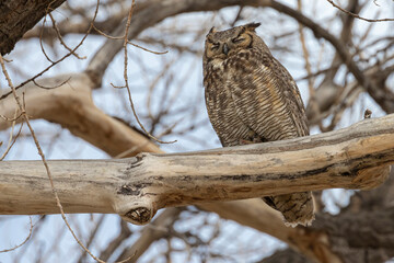 A wild great horned owl perched on a tree in Chatfield State Park in Littleton, Colorado.