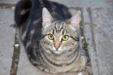 The domestic gray cat is watching closely.