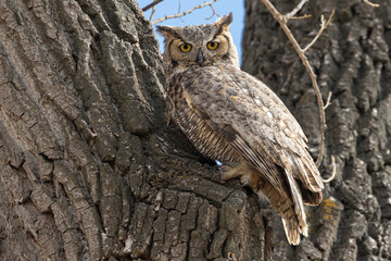 A wild great horned owl perched on a tree in Chatfield State Park in Littleton, Colorado.
