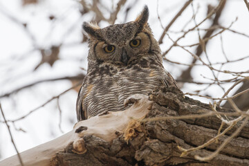A wild great horned owl perched on a tree in Chatfield State Park in Littleton, Colorado.