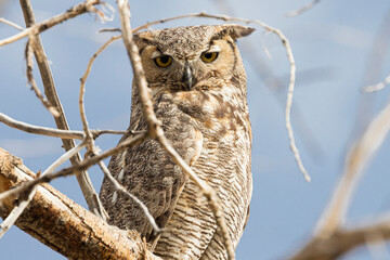A wild great horned owl perched on a tree in Chatfield State Park in Littleton, Colorado.
