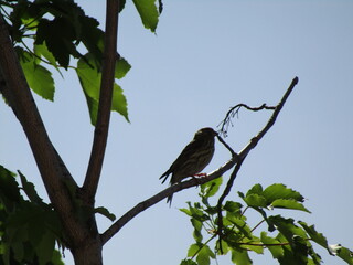 bird on a branch