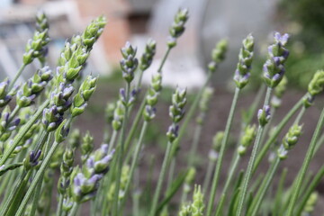 lavender with small purple flowers. Aromatherapy. Medicinal herbs. A bouquet of lavender. Collecting grass