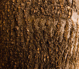 Fondo sencillo de madera