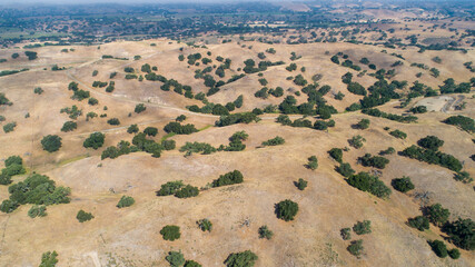 Oak Trees Aerial, Open Ranch Land in California