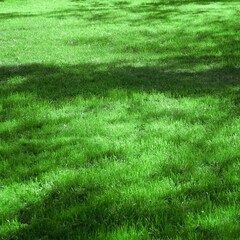 Fototapeta na wymiar Backyard Garden Park Shady Fresh Lawn Green Background Or Texture. Focus Selective.