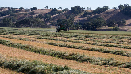 Fototapeta na wymiar Rows of Hay on Central Coast of California