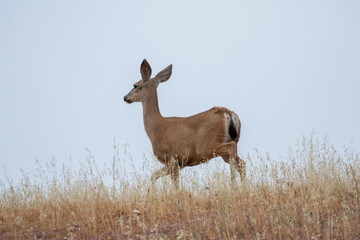 Naklejka na ściany i meble Deer Walking on Hill Top During Foggy Morning, Santa Barbara California