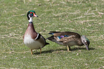 A wild wood duck grazing at a small park in Colorado.