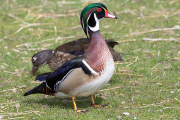 A wild wood duck grazing at a small park in Colorado.