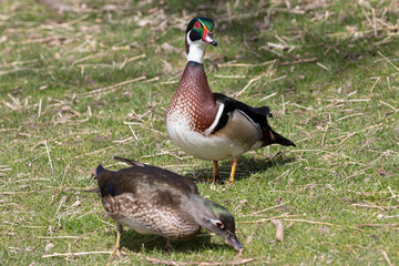 A wild wood duck grazing at a small park in Colorado.