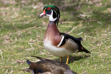 A wild wood duck grazing at a small park in Colorado.