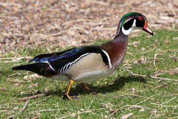 A wild wood duck grazing at a small park in Colorado.