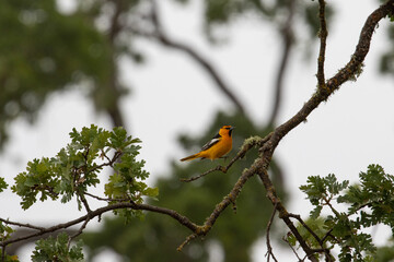 Santa Barbara Wild Bird, Birds of California