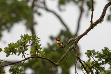 Wild Bird in Los Olivos, CA