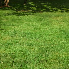 Backyard Garden Park Shady Fresh Lawn Green Background Or Texture. Lawn Made From Turf Or Sod. Focus Selective.