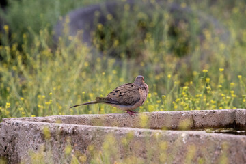 Dove Bird at Water Trough in Santa Barbara, CA