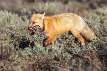 A wild fox with prey in its mouth wandering back to its den in Grand Teton National Park (Wyoming).