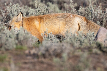 A wild fox with prey in its mouth wandering back to its den in Grand Teton National Park (Wyoming).