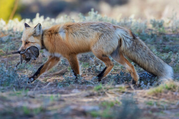 A wild fox with prey in its mouth wandering back to its den in Grand Teton National Park (Wyoming).