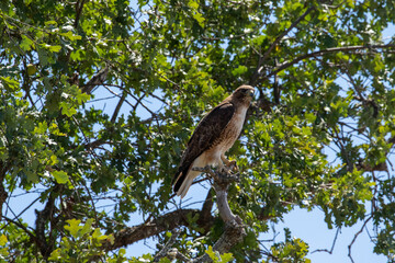 Hawk in Santa Barbara California, 2021
