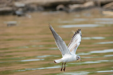 Seagull with a fish in its mouth at the lake of Constance in Switzerland 28.4.2021