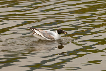 Seagull with a fish in its mouth at the lake of Constance in Switzerland 28.4.2021