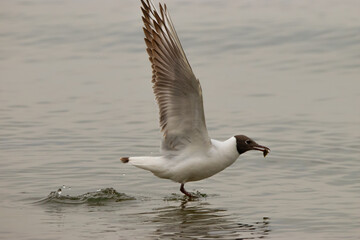 Seagull with a fish in its mouth at the lake of Constance in Switzerland 28.4.2021
