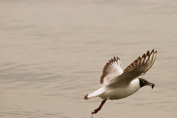 Fototapeta na wymiar Seagull with a fish in its mouth at the lake of Constance in Switzerland 28.4.2021