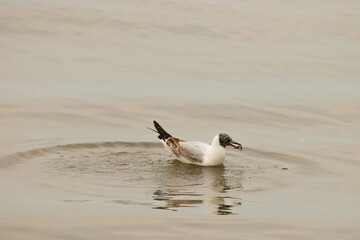 Seagull with a fish in its mouth at the lake of Constance in Switzerland 28.4.2021