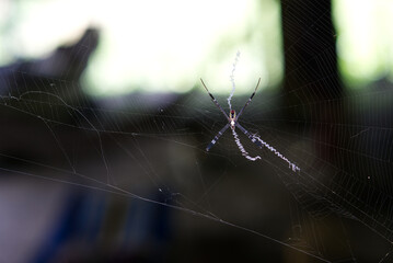 Asian spider species on the web