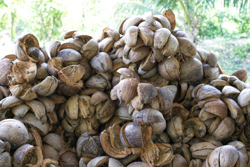 coconut shells in the garden