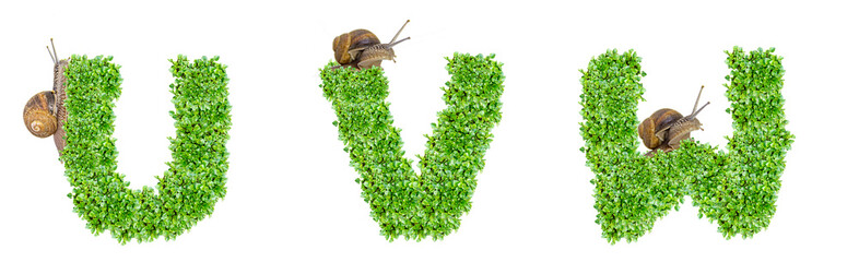 Letters U, V, W made of grass and snail, snail crawls on grass