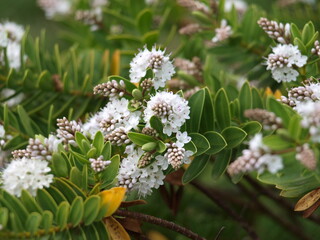 Véronique blanc Hebe
