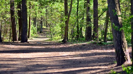 Forest trees. nature green wood sunlight backgrounds