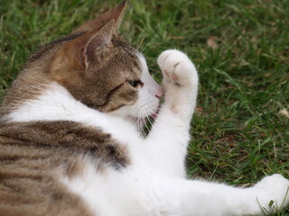 Cat licking his leg

