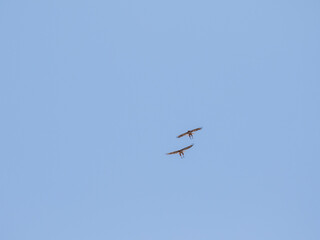 Hawks in Santa Barbara, CA