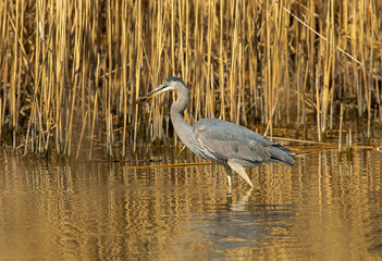 Great Blue Heron with Crayfish