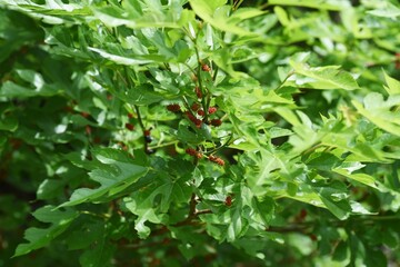 Ripe mulberry. Moraceae deciduous shrub.
