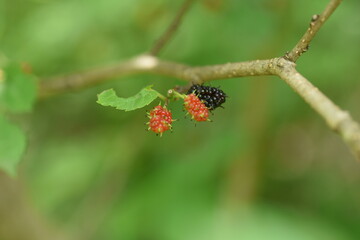 Ripe mulberry. Moraceae deciduous shrub.