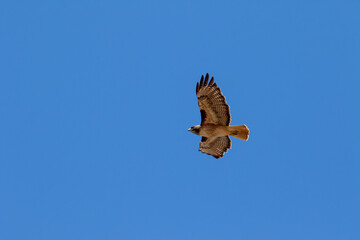 Hawk in Los Olivos California