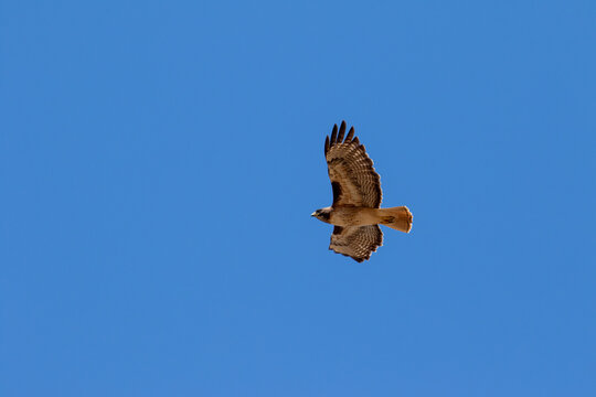 Hawk In Los Olivos California