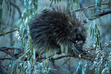 Porcupine close Up's
