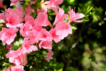 可愛いヤマツツジの花