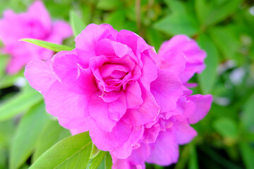 ピンクの可愛い花の開花