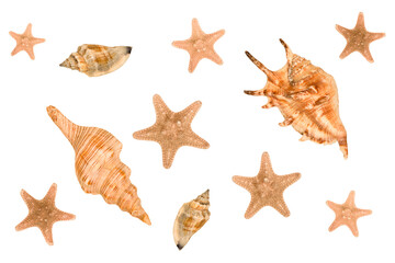 Collection, background with seashells and starfish isolated on white background. Top view, concept of summer or beach vacation.