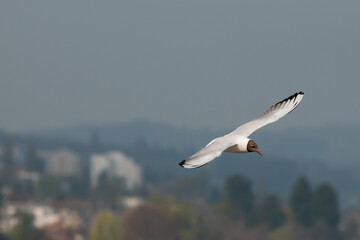 Fototapeta na wymiar Flying seagull at the lake of Constance in Switzerland 28.4.2021