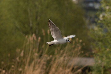 Flying seagull at the lake of Constance in Switzerland 28.4.2021